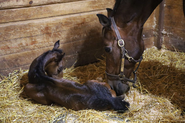 Shelly with her colt shortly after birth